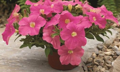 Петуния суперкаскадная Рамблин f1 Уайт. Разновидности 13 Петуния суперкаскадная Рамблин f1 Уайт. Разновидности 13