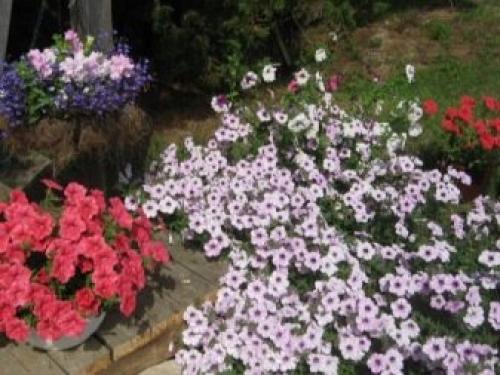 Петуния суперкаскадная Рамблин f1 Уайт. Разновидности 25 Петуния суперкаскадная Рамблин f1 Уайт. Разновидности 25