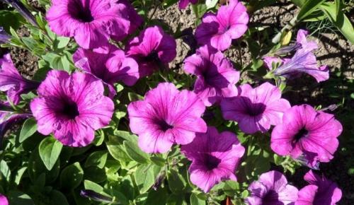 Петуния суперкаскадная Рамблин f1 Уайт. Разновидности 15 Петуния суперкаскадная Рамблин f1 Уайт. Разновидности 15