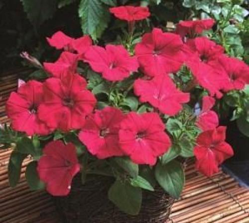 Петуния Рамблин (Ramblin) – каскадная красавица