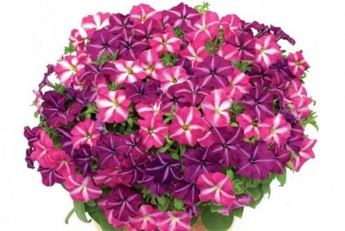 Петуния суперкаскадная Рамблин f1 Уайт. Разновидности 10 Петуния суперкаскадная Рамблин f1 Уайт. Разновидности 10