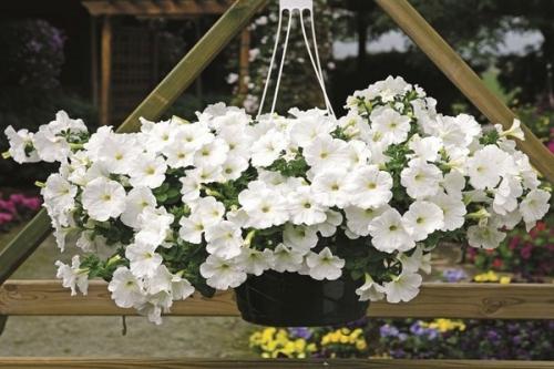 Петуния Рамблин ред. Петуния каскадная Рамблин f1: сортовые разновидности