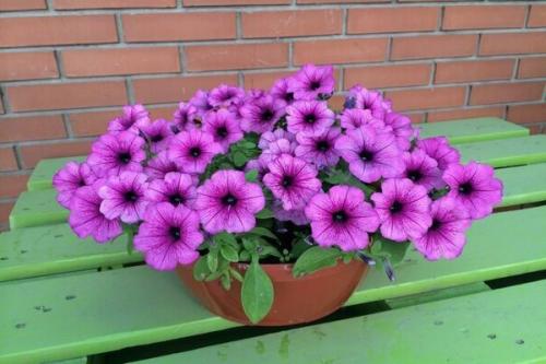 Петуния Рамблин ред. Петуния каскадная Рамблин f1: сортовые разновидности