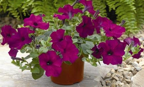 Петуния суперкаскадная Рамблин f1 Уайт. Разновидности 22 Петуния суперкаскадная Рамблин f1 Уайт. Разновидности 22