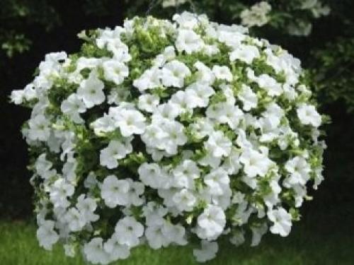 Петуния суперкаскадная Рамблин f1 Уайт. Разновидности 24 Петуния суперкаскадная Рамблин f1 Уайт. Разновидности 24