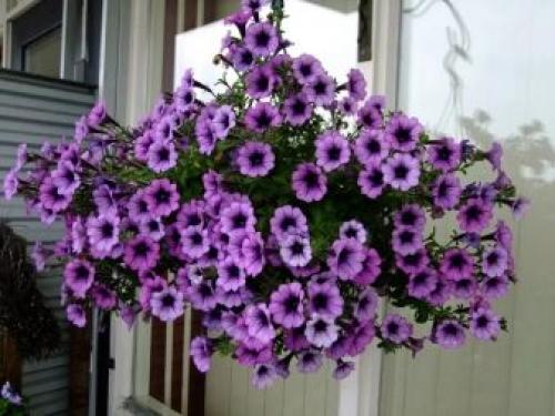 Петуния суперкаскадная Рамблин f1 Уайт. Разновидности 05 Петуния суперкаскадная Рамблин f1 Уайт. Разновидности 05