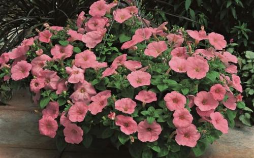 Петуния суперкаскадная Рамблин f1 Уайт. Разновидности 18 Петуния суперкаскадная Рамблин f1 Уайт. Разновидности 18