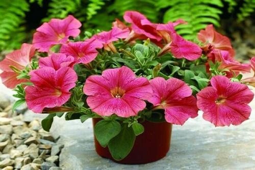 Петуния Рамблин ред. Петуния каскадная Рамблин f1: сортовые разновидности