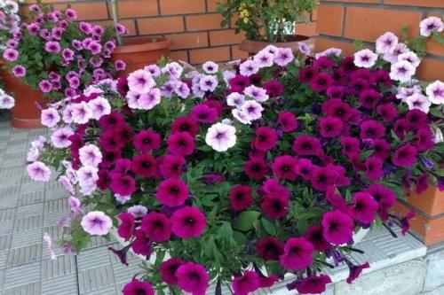 Петуния Рамблин ред. Петуния каскадная Рамблин f1: сортовые разновидности