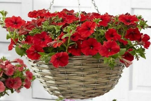 Петуния Рамблин ред. Петуния каскадная Рамблин f1: сортовые разновидности