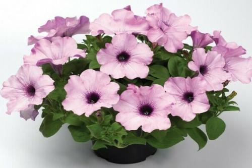 Петуния Рамблин ред. Петуния каскадная Рамблин f1: сортовые разновидности