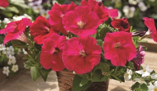 Петуния суперкаскадная Рамблин f1 Уайт. Разновидности 19 Петуния суперкаскадная Рамблин f1 Уайт. Разновидности 19