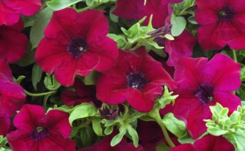 Петуния суперкаскадная Рамблин f1 Уайт. Разновидности 17 Петуния суперкаскадная Рамблин f1 Уайт. Разновидности 17