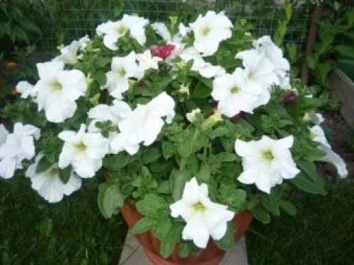 Петуния суперкаскадная Рамблин f1 Уайт. Разновидности 07 Петуния суперкаскадная Рамблин f1 Уайт. Разновидности 07