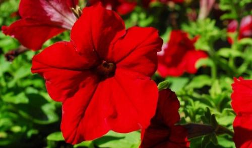 Петуния суперкаскадная Рамблин f1 Уайт. Разновидности 23 Петуния суперкаскадная Рамблин f1 Уайт. Разновидности 23