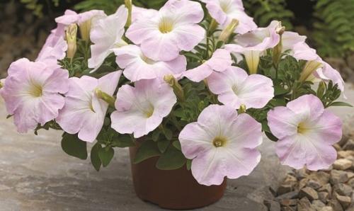 Петуния суперкаскадная Рамблин f1 Уайт. Разновидности 12 Петуния суперкаскадная Рамблин f1 Уайт. Разновидности 12