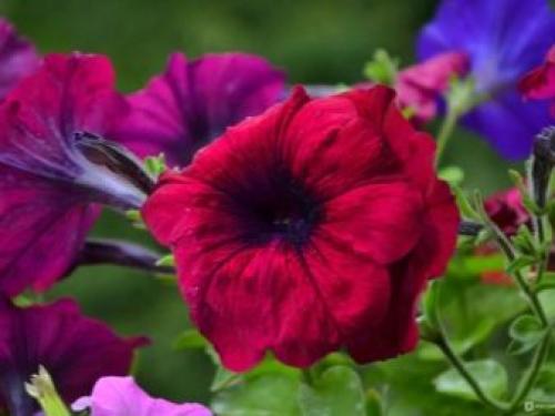 Петуния суперкаскадная Рамблин f1 Уайт. Разновидности 03 Петуния суперкаскадная Рамблин f1 Уайт. Разновидности 03