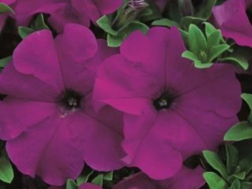 Петуния суперкаскадная Рамблин f1 Уайт. Разновидности 09 Петуния суперкаскадная Рамблин f1 Уайт. Разновидности 09