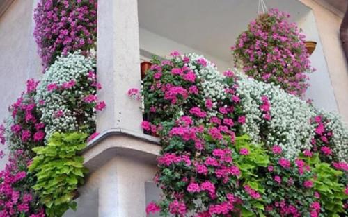 Украшение балкона ампельными цветами. Достоинства вьющихся растений и варианты оформления балкона