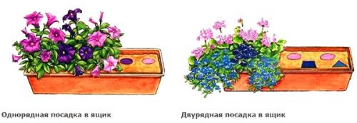 Цветы на балконе идеи. Самые неприхотливые цветы для балкона цветущие все лето