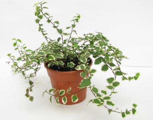 Лучшие ампельные цветы для кухни. Лучшие кухонные растения 07