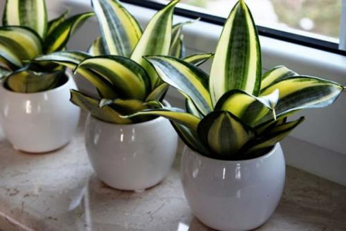 Лучшие ампельные цветы для кухни. Лучшие кухонные растения 04