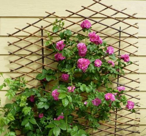 Полезные ампельные растения для озеленения балконов. Рекомендации по посадке ампельных растений