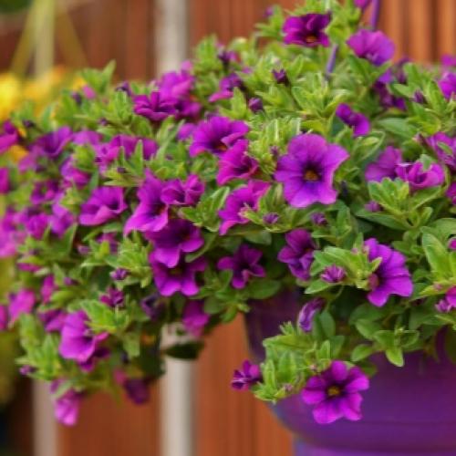 10 самых красивых ампельных растений для балкона или беседки. Вьющиеся растения для балкона -Азарина 04