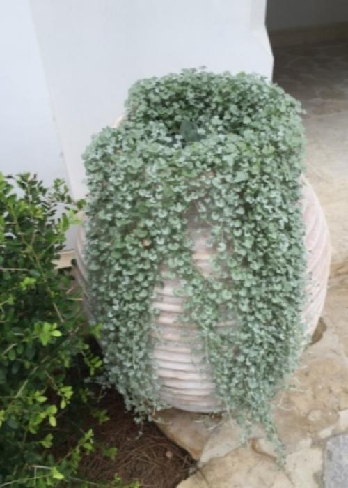 10 самых красивых ампельных растений для балкона или беседки. Вьющиеся растения для балкона -Азарина 12