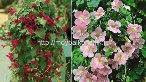 10 самых красивых ампельных растений для балкона или беседки. Вьющиеся растения для балкона -Азарина 01