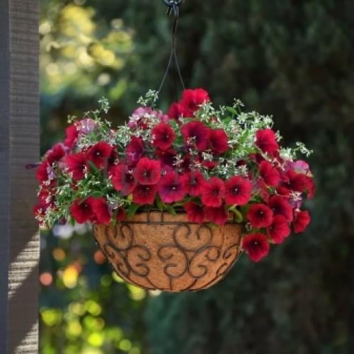 10 самых красивых ампельных растений для балкона или беседки. Вьющиеся растения для балкона -Азарина 03