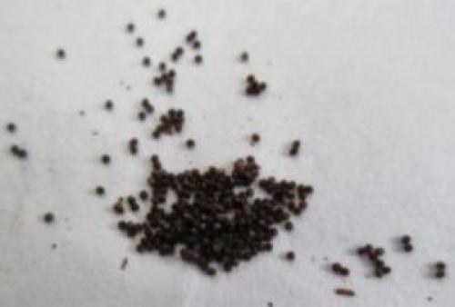 Петуния ампельная, как вырастить рассаду. Как вырастить ампельную петунию