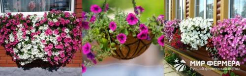 Особенности выращивания петунии ампельной. Ампельная петуния: фото и сорта