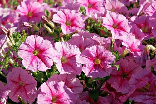 Как ухаживать за ампельной петунией. Выращивание петуний: советы опытных садоводов