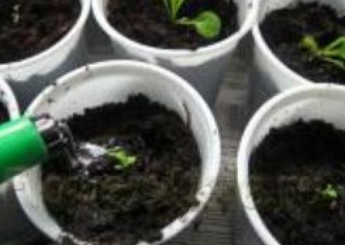 Петуния ампельная, как вырастить рассаду. Как вырастить ампельную петунию