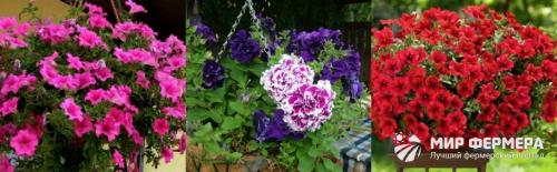 Особенности выращивания петунии ампельной. Ампельная петуния: фото и сорта