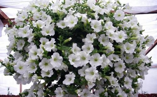 Как ухаживать за ампельной петунией. Выращивание петуний: советы опытных садоводов