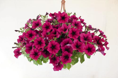 Как ухаживать за ампельной петунией. Выращивание петуний: советы опытных садоводов