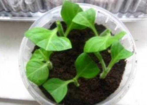 Петуния ампельная, как вырастить рассаду. Как вырастить ампельную петунию