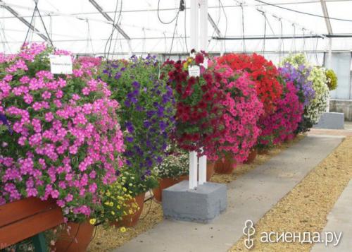 Как поливать ампельную петунию?