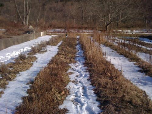 Уход за садом весной. Работы в саду и огороде весной (март, апрель и май): основные и профилактические | (Фото  Видео) +Отзывы