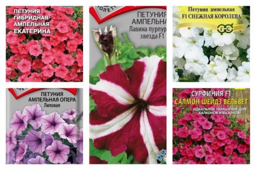 Ампельные петунии. Особенности ампельной петунии