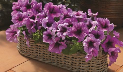 Ампельные петунии сорта. Разновидности петуний: группы растений