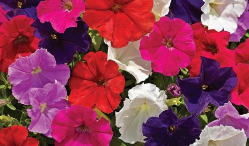 Ампельные петунии сорта. Разновидности петуний: группы растений