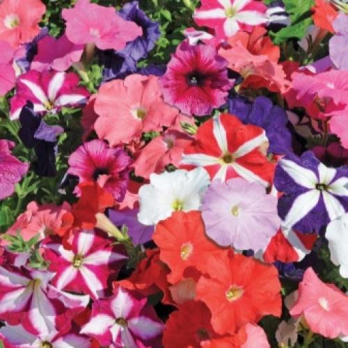 Петуния лавина уход. Особенности и разновидности