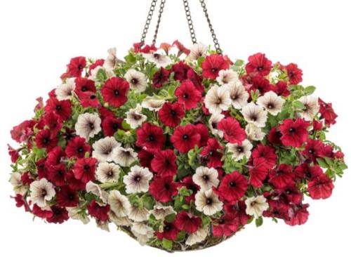 Чем отличается ампельная петуния от обычной. Чем отличается ампельная петуния от каскадной