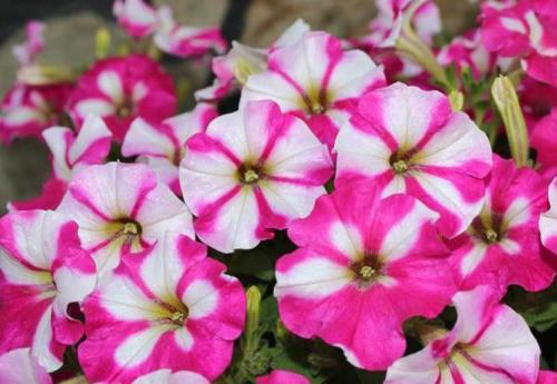 Как ухаживать за рассадой ампельной петунии. Выращивание петуний: советы опытных садоводов