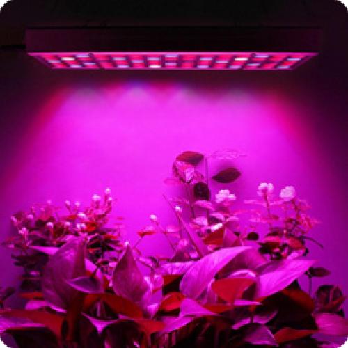 Ампельная петуния в открытом грунте. КАК ВЫРАСТИТЬ РАССАДУ ПЕТУНИИ ИЗ СЕМЯН