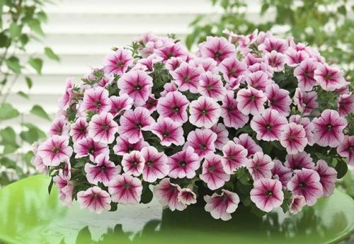 Чем отличается ампельная петуния от обычной. Чем отличается ампельная петуния от каскадной