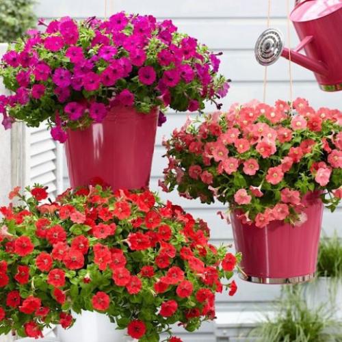 Чем отличается ампельная петуния от обычной. Чем отличается ампельная петуния от каскадной